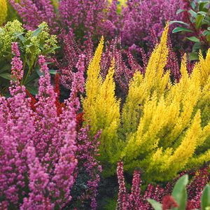 Calluna mit Baumheide