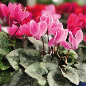 Alpenveilchen "Cyclamen"