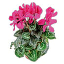 Bild 4 von Alpenveilchen "Cyclamen"