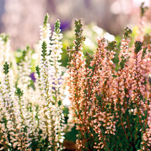 Heidekraut Calluna Twins