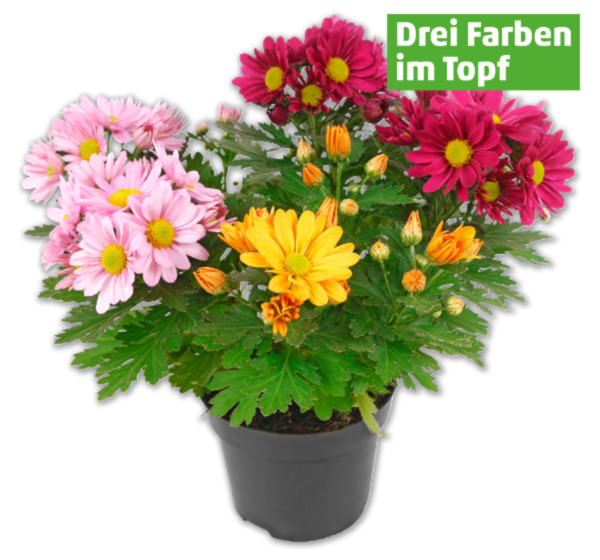 Bild 1 von Chrysantheme*