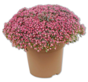 Sedum*