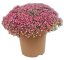 Bild 1 von Sedum*