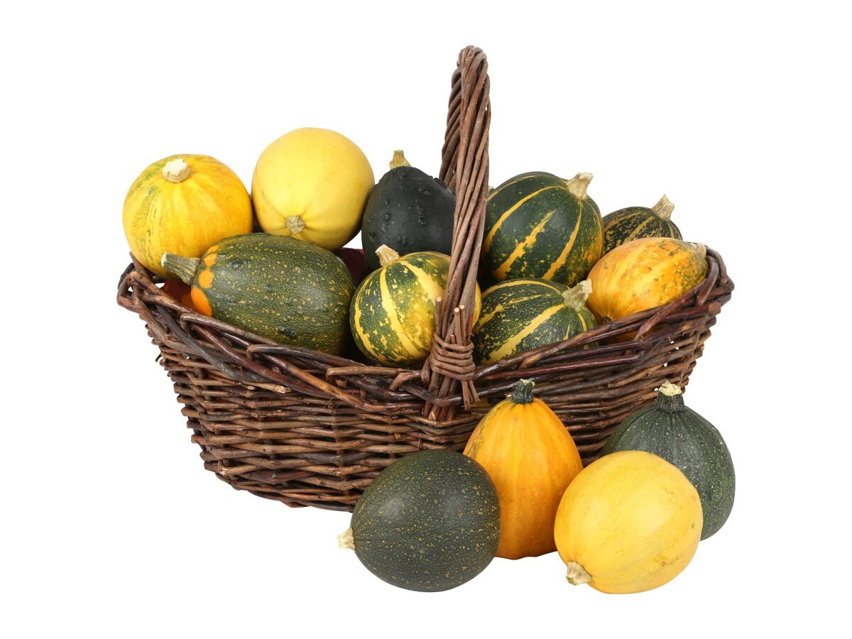 Bild 1 von Zier-Kürbisse im Netz