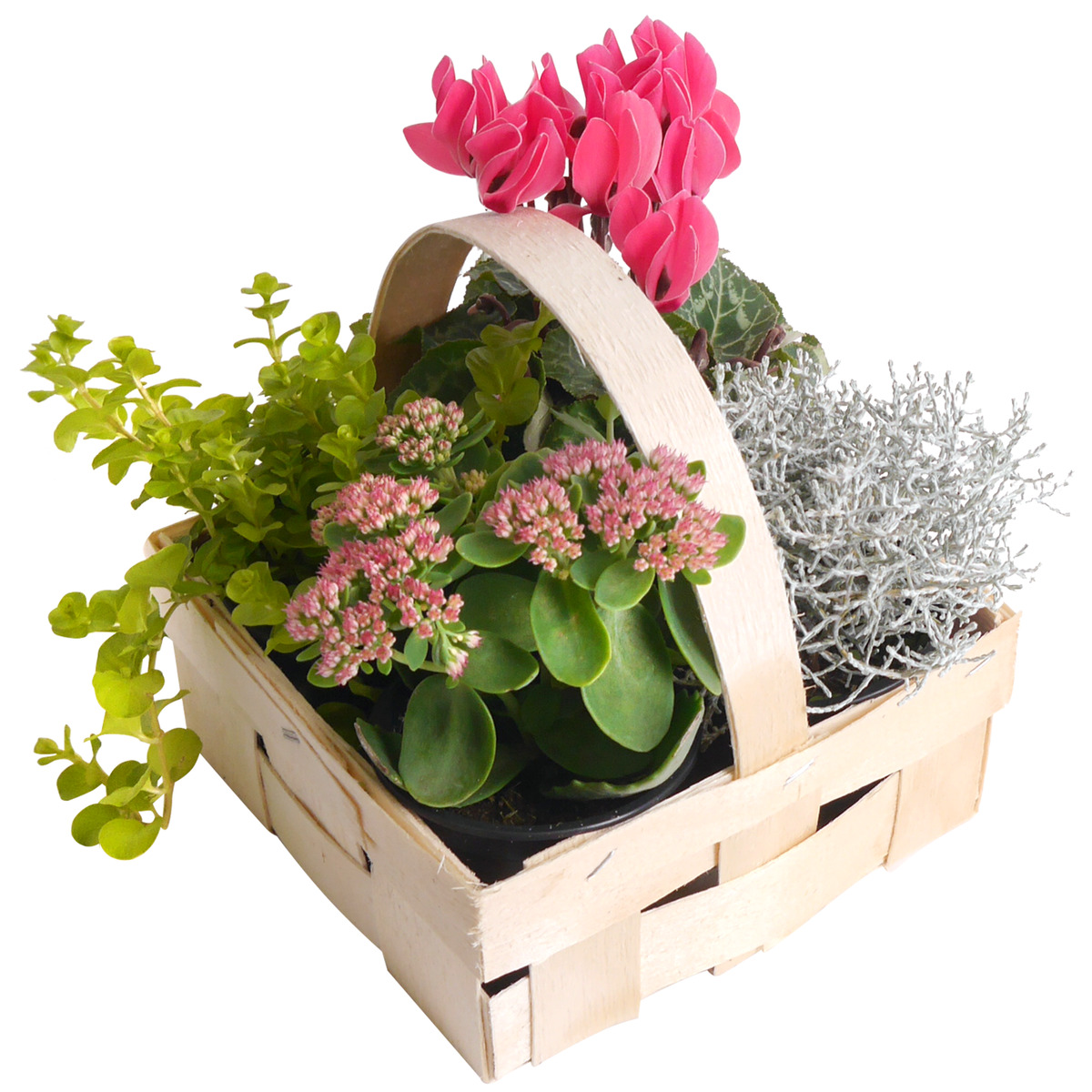 Bild 1 von toom Purfleur-Mix im Spankorb