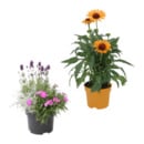 Bild 1 von GARDENLINE Echinacea / Triomix