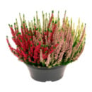 Bild 3 von GARDENLINE Calluna-Schale