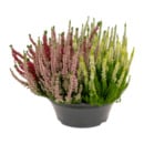 Bild 4 von GARDENLINE Calluna-Schale