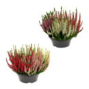 Bild 1 von GARDENLINE Calluna-Schale