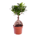 Bild 3 von GARDENLINE Ficus Ginseng / Pachira