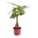 Bild 2 von GARDENLINE Ficus Ginseng / Pachira