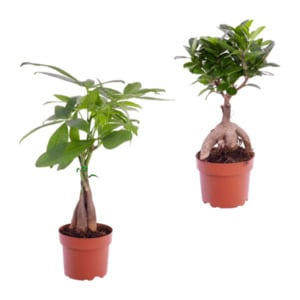 GARDENLINE Ficus Ginseng / Pachira