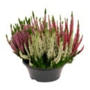 Bild 2 von GARDENLINE Calluna-Schale