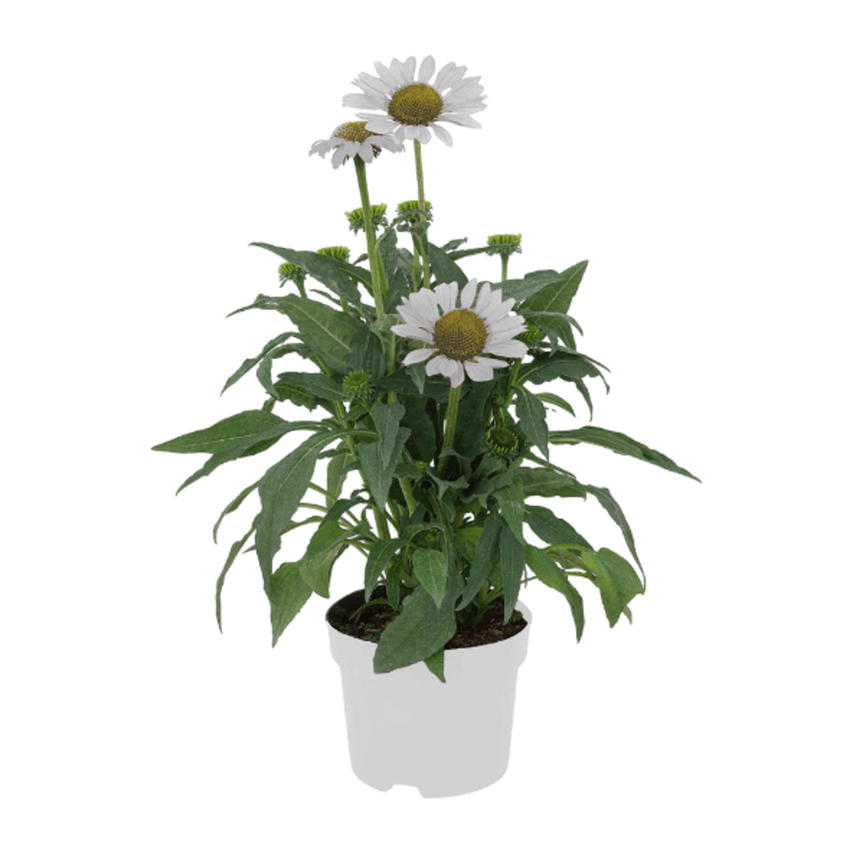 Bild 4 von GARDENLINE Echinacea / Triomix