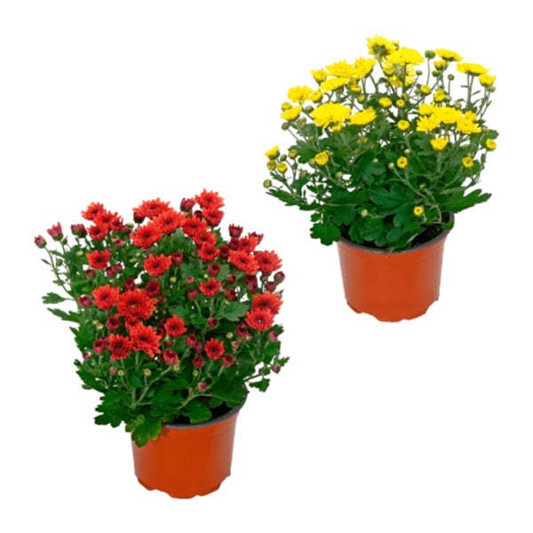 Bild 1 von GARDENLINE Chrysantheme