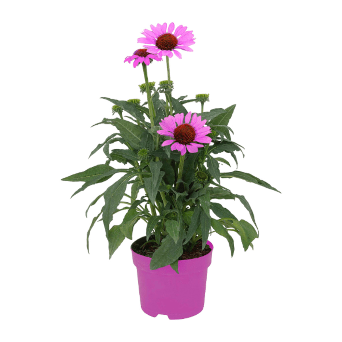 Bild 3 von GARDENLINE Echinacea / Triomix