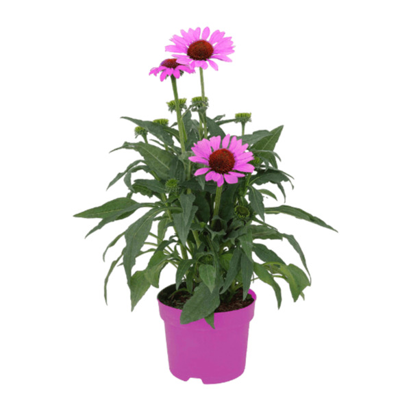 Bild 3 von GARDENLINE Echinacea / Triomix