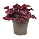 Bild 3 von GARDENLINE Heuchera / Purpurglöckchen