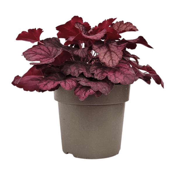 Bild 3 von GARDENLINE Heuchera / Purpurglöckchen