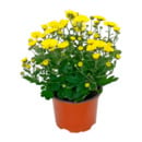 Bild 2 von GARDENLINE Chrysantheme