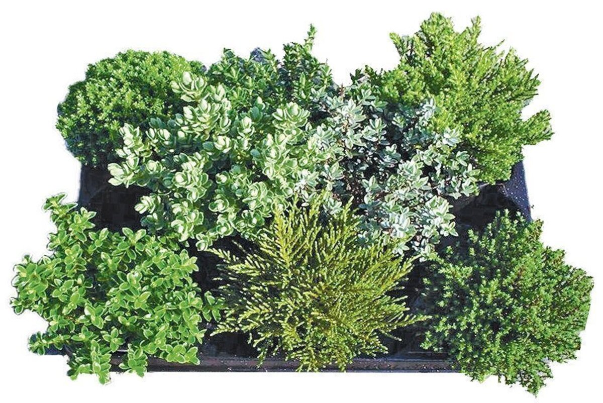 Bild 3 von Buchsbäumchen, Koniferen, Hebe, Bodendecker