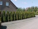 Bild 3 von Lebensbaum Thuja Smaragd