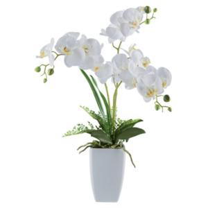 Phalaenopsis in Keramikvase, 67 cm