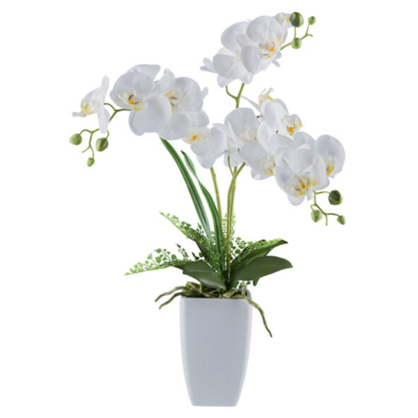 Bild 1 von Phalaenopsis in Keramikvase, 67 cm