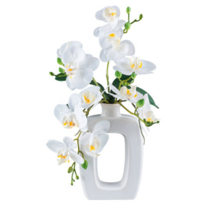 Phalaenopsis in Keramikvase, 42 cm