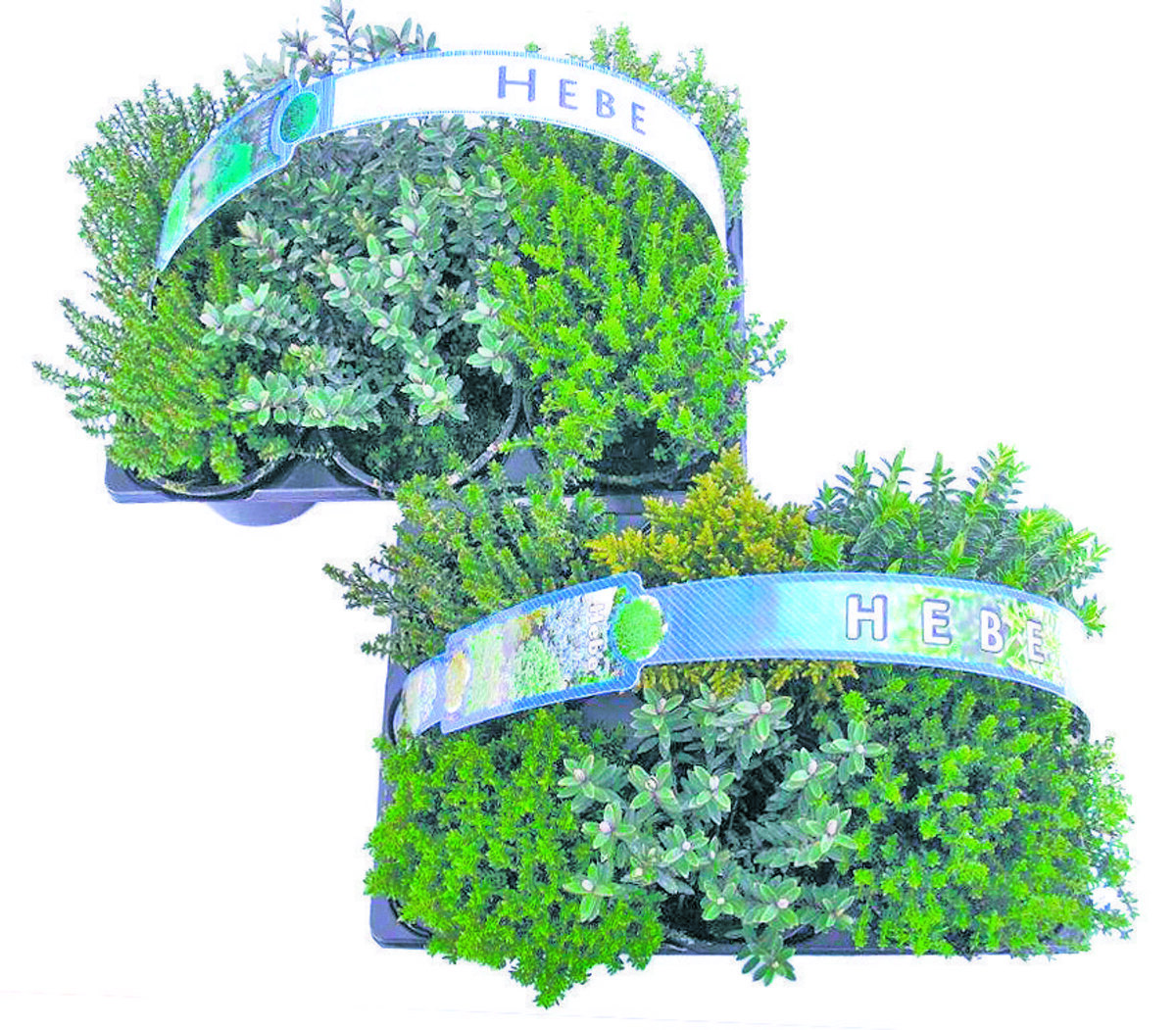 Bild 2 von Buchsbäumchen, Koniferen, Hebe, Bodendecker