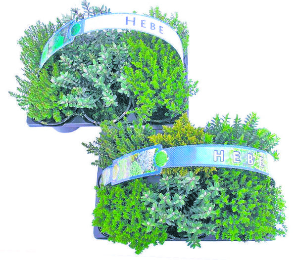 Bild 2 von Buchsbäumchen, Koniferen, Hebe, Bodendecker