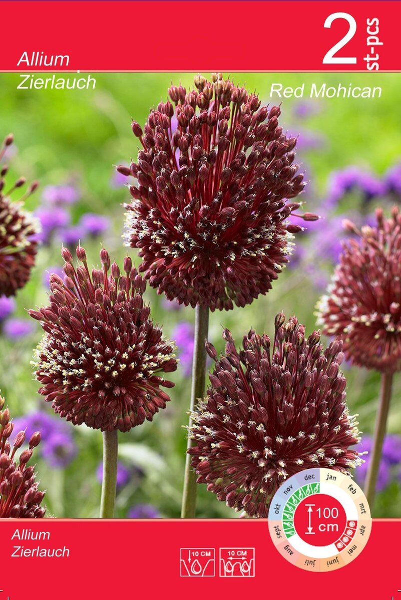 Bild 3 von Blumenzwiebeln Zierlauch