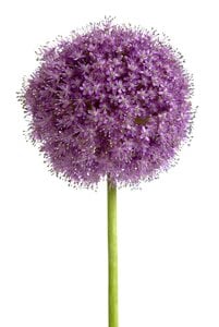 Blumenzwiebeln Allium