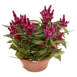 GARDENLINE Herbstpflanze Kalanchoe/Celosia-Schale