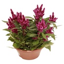 Bild 1 von GARDENLINE Herbstpflanze Kalanchoe/Celosia-Schale