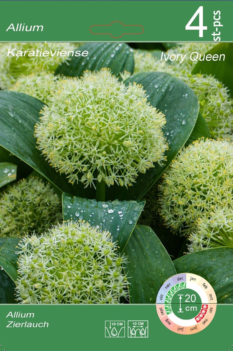 Bild 2 von Blumenzwiebeln Zierlauch