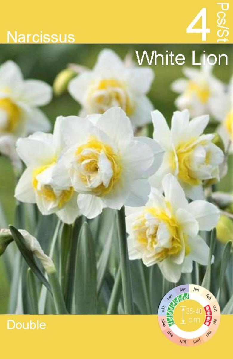 Bild 3 von Blumenzwiebeln Narzissen