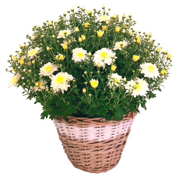 Bild 1 von GARDENLINE Herbstpflanze Chrysanthemen-Busch