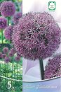 Bild 2 von Blumenzwiebeln Allium