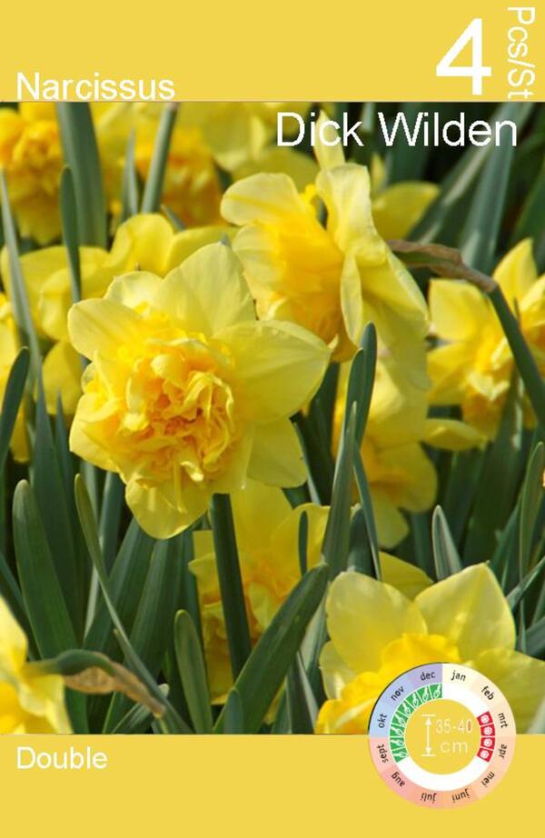 Bild 2 von Blumenzwiebeln Narzissen