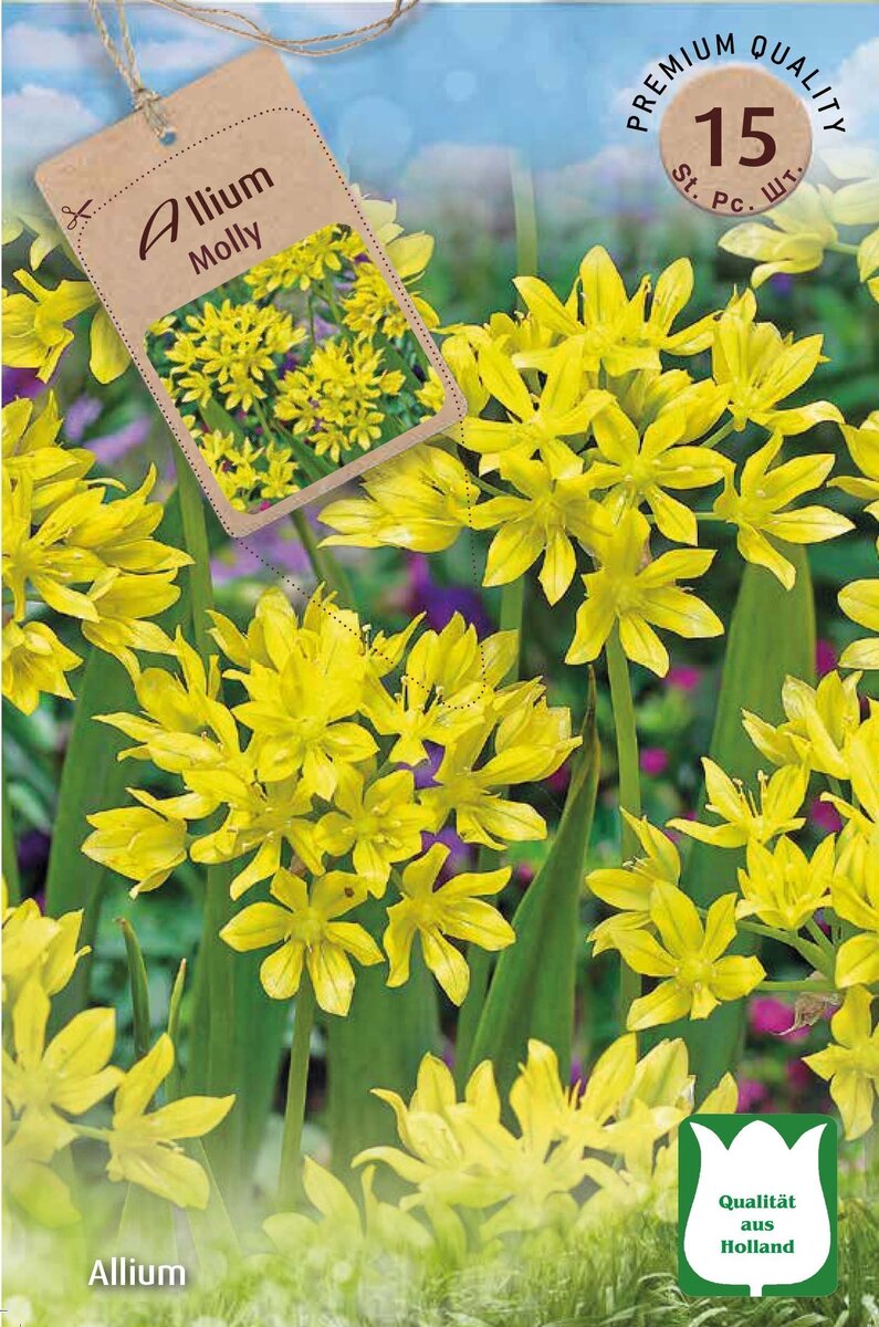 Bild 2 von Blumenzwiebeln