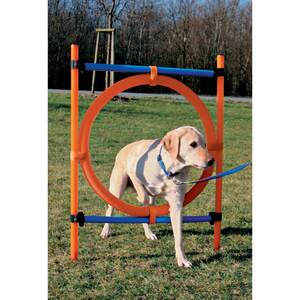 Dog - Agility - Ring