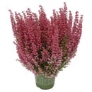 Bild 2 von GARDENLINE Herbstpflanze Erica gracilis