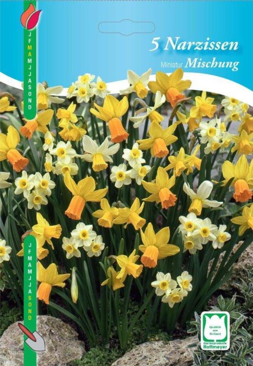 Bild 3 von Blumenzwiebeln