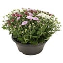 Bild 1 von GARDENLINE Herbstpflanze Chrysanthemen-Schale