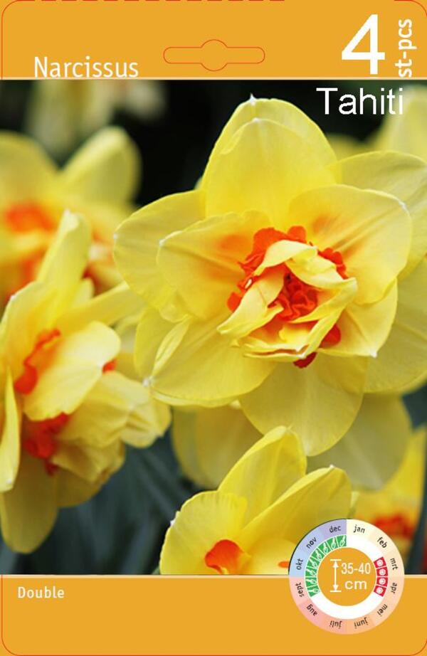 Bild 4 von Blumenzwiebeln Narzissen