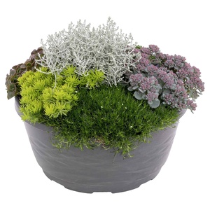 GARDENLINE Herbstpflanze Sedum-Meisterschale