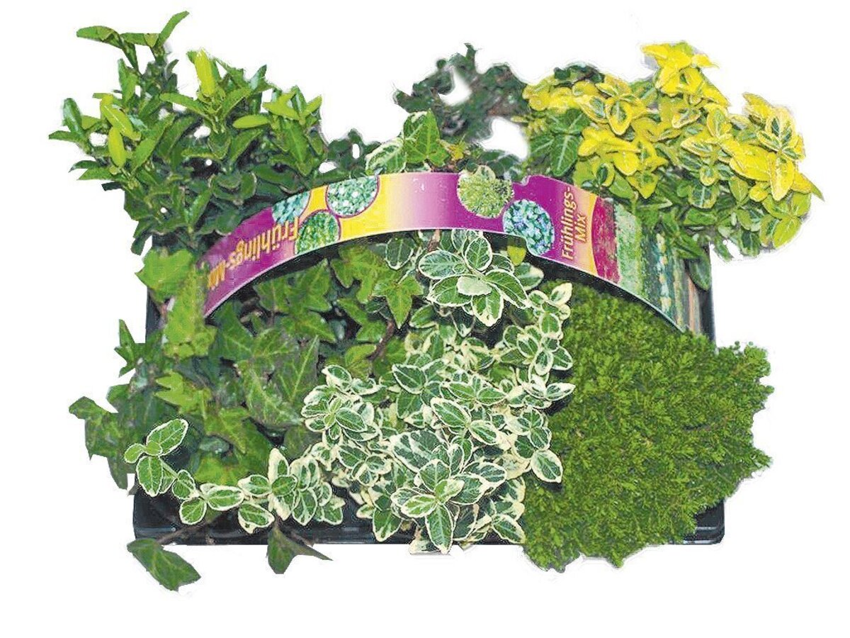 Bild 1 von Buchsbäumchen, Koniferen, Hebe, Bodendecker