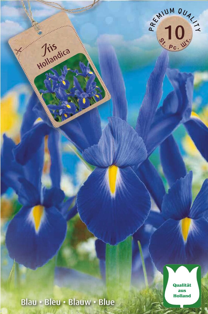 Bild 3 von Blumenzwiebeln