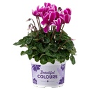 Bild 2 von GARDENLINE Herbstpflanze Cyclamen